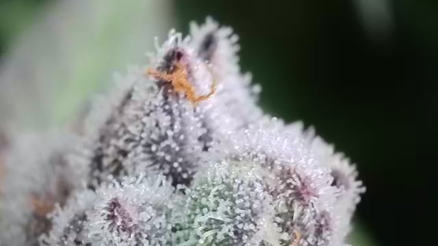 First Grow — flower, day 116