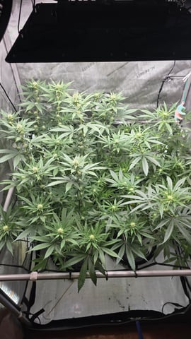 ethos genetics  — flower, day 76