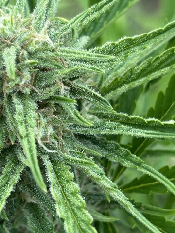 Bruce Banner — flower, day 17