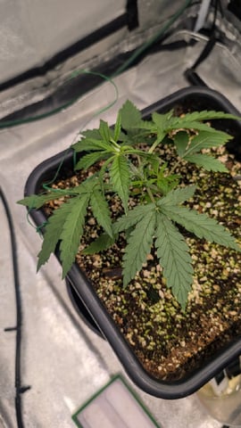 Lemon Cherry Gelato Auto — vegetative, day 23