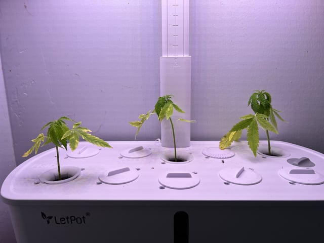 Banjo Clones — vegetative, day 14