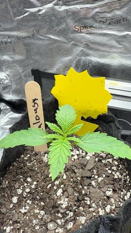 First Grow.. How am I doing? — seedling_rooting, day 13