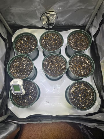 Homegrown - 🍒 🥧 & GSC Auto, 🚀 Seeds 🍌 Buttercups  — grow_setup, day 6