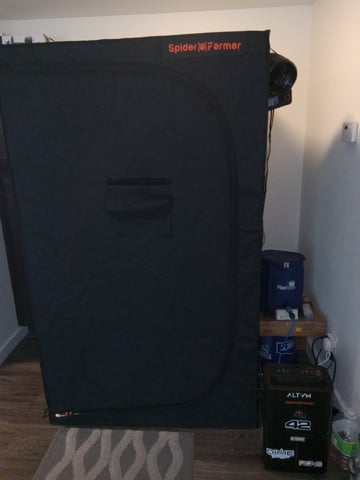 Blueberry critical kush x purple peyote wifi  and one L.a kush cake . — seedling_rooting, day 2