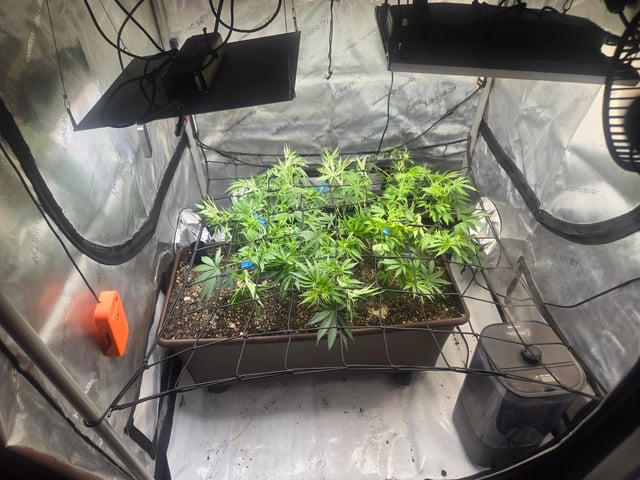 White rhino — flower, day 53