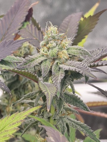 Dante's Inferno Rerun — flower, day 147