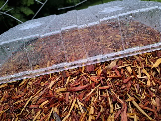 Bucket List Grow #1 — seedling_rooting, day 5