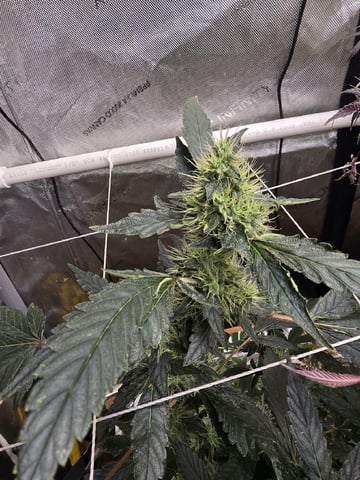 Glookies by Barneys Farm — flower, day 85