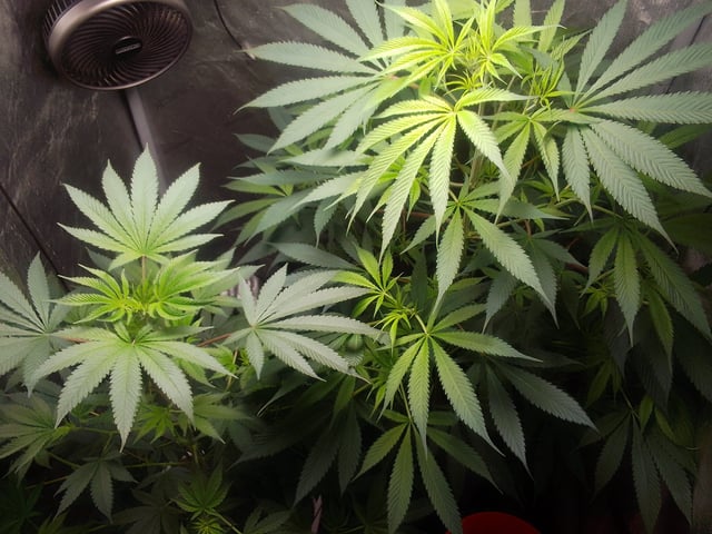 blue dream bag seed — flower, day 59