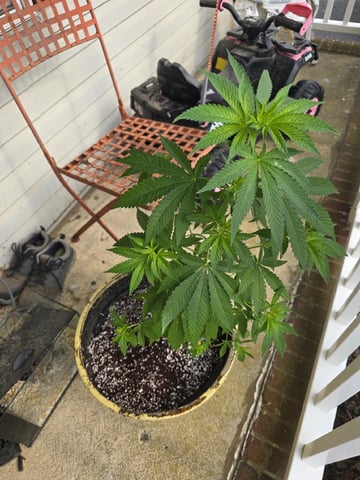 Indoor — flower, day 102