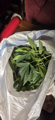 Maple Nectar  — flower, day 58