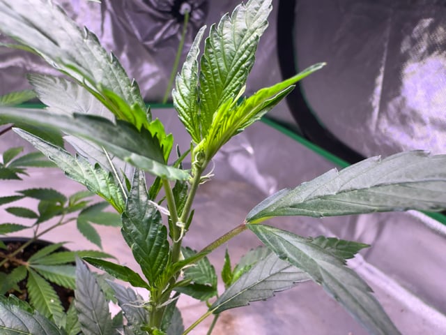 Green Gelato — vegetative, day 2