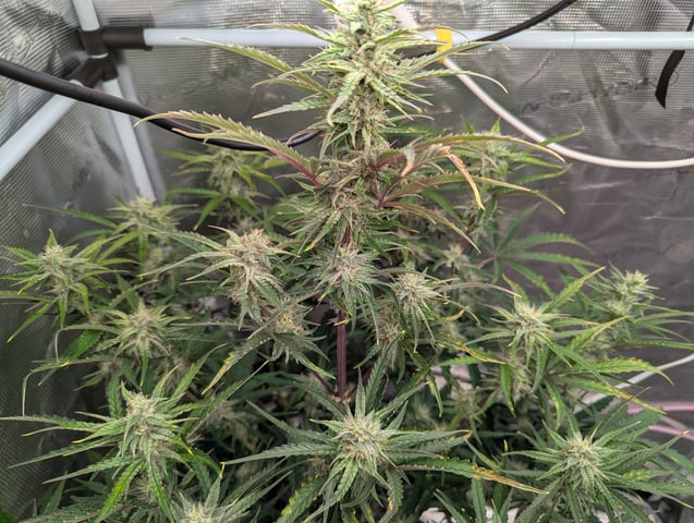 Control Plant — flower, day 82