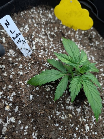 first grow - autoflower — vegetative, day 31