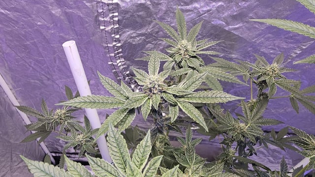 first grow adventure  — flower, day 91