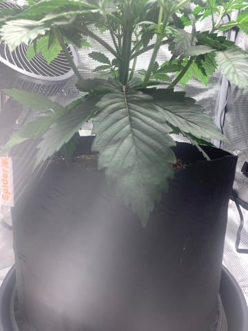 Blackberry Moonrocks (First Grow) — vegetative, day 4