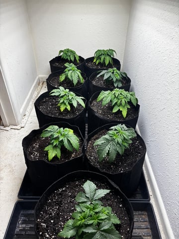 Outdoor Grow — vegetative, day 25