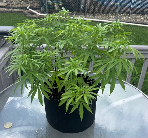 Wedding cake & Indoor Wedding Cake Clones — flower, day 17