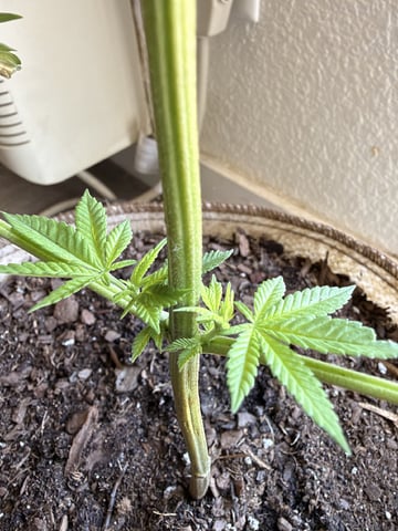 Sour Glue — flower, day 12