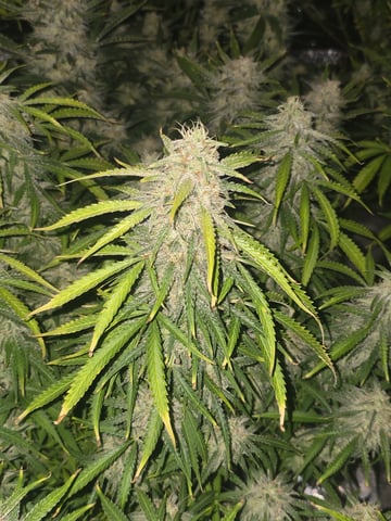 2nd Autoflower Indoor Grow — flower, day 87