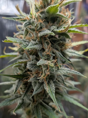 Zkittlez (Auto) — flower, day 102
