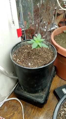 Jack hearer/Jack the ripper? — seedling_rooting, day 25