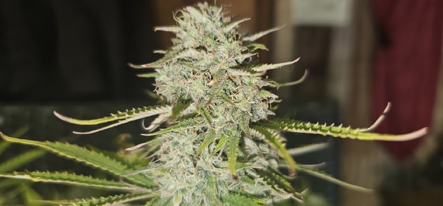 Blueberry  — flower, day 89