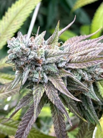 3rd grow  — flower, day 108