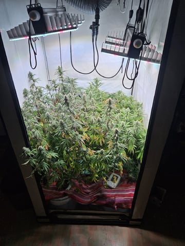 PITA — flower, day 89