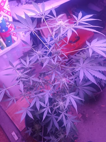 aurora auto — flower, day 63