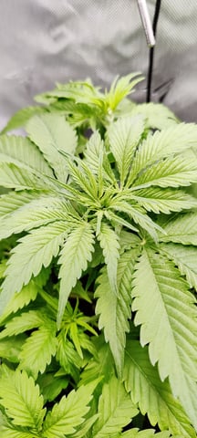 Auto OG Cush — vegetative, day 25