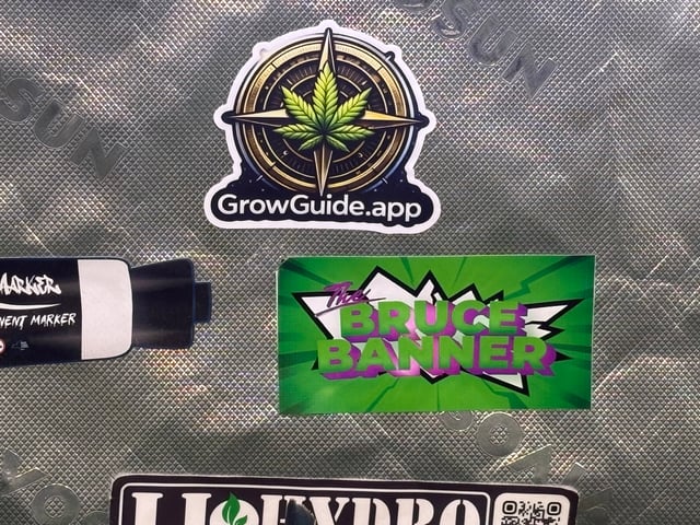 Airborne G13  — flower, day 62