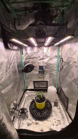 zlurricane blast — vegetative, day 23