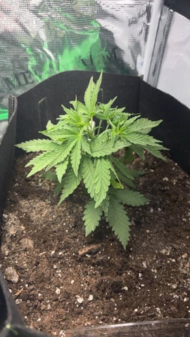 first — vegetative, day 17