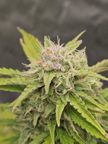 Gorilla Z auto — flower, day 90