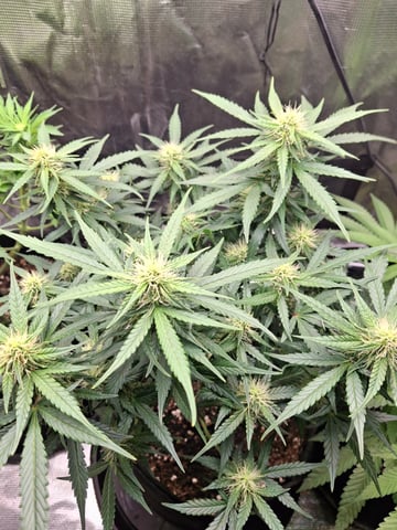 SoFloBudz — flower, day 54