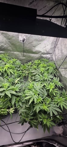 Maple Nectar  — vegetative, day 41