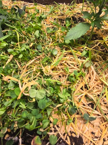 White rhino — vegetative, day 15