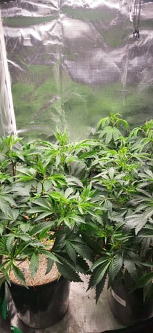 1st grow indoors(cardboard box to 2x2x4 to 5x5x6) — vegetative, day 48