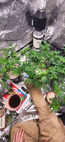 1st grow indoors(cardboard box to 2x2x4 to 5x5x6) — vegetative, day 56
