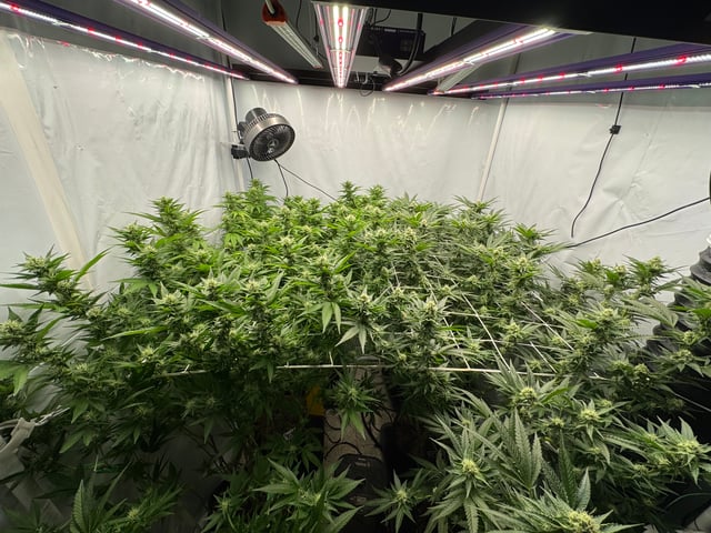 Permanent Marker, Gary Payton — flower, day 30