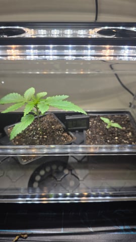 ethos genetics  — seedling_rooting, day 15