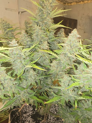 First Autoflower Indoor — flower, day 33