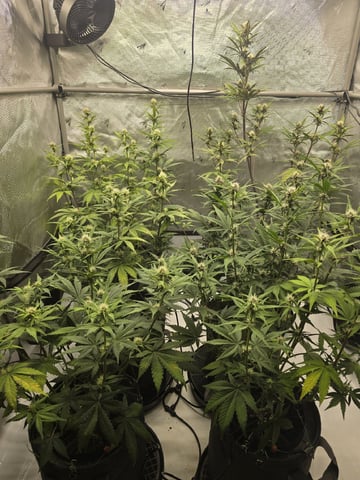 2nd Grow Lemon Cherry Cookies — flower, day 45