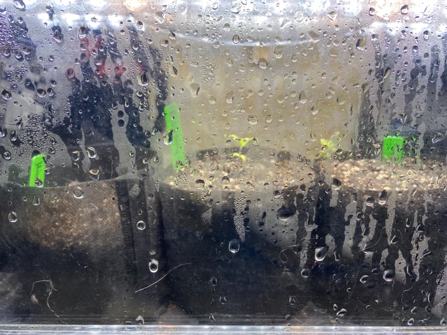 Auto Run #1 2025-2026 — vegetative, day 15