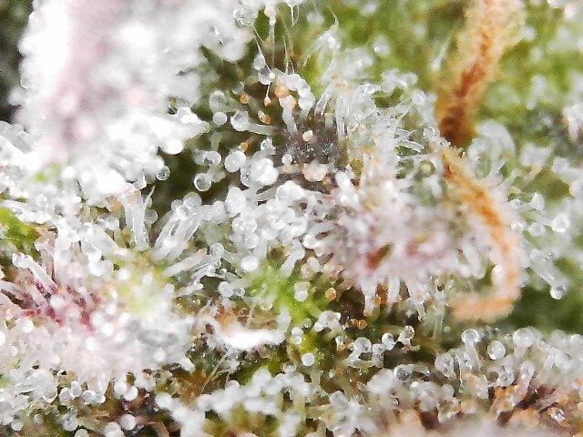 1st Auto Grow (LSD + BrB) - 1st indoor Grow — flower, day 86