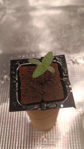 Godfather OG — seedling_rooting, day 1