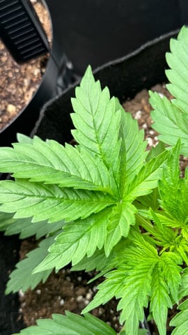 Auto Flower — vegetative, day 8