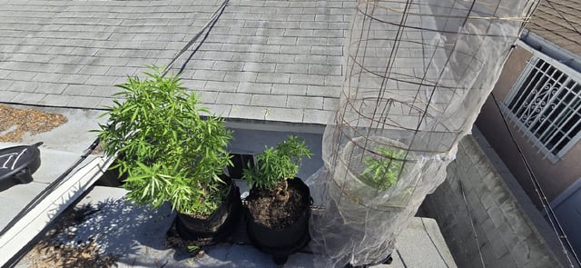 CzechsMex 2.0 — vegetative, day 157