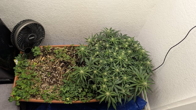 Quick Auto Summer Grow — flower, day 50